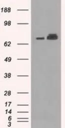 Anti-Grp75 antibody [9F8] used in Western Blot (WB). GTX84331