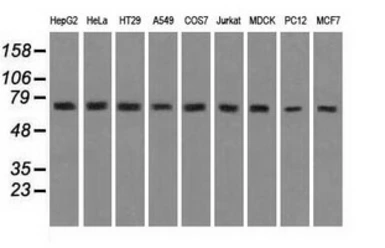Anti-Grp75 antibody [9F8] used in Western Blot (WB). GTX84331