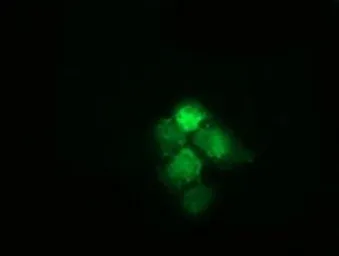 Anti-HSPA6 antibody [1H3] used in Immunocytochemistry/ Immunofluorescence (ICC/IF). GTX84333