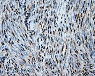 Anti-Hsp70 antibody [1B2] used in IHC (Paraffin sections) (IHC-P). GTX84337