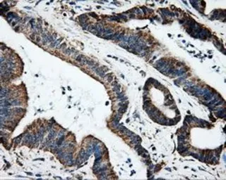 Anti-Hsp70 antibody [1B2] used in IHC (Paraffin sections) (IHC-P). GTX84337