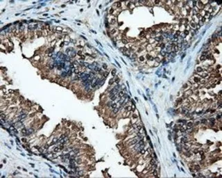 Anti-Hsp70 antibody [1B2] used in IHC (Paraffin sections) (IHC-P). GTX84337
