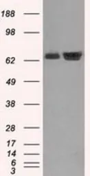Anti-Hsp70 antibody [1B2] used in Western Blot (WB). GTX84337