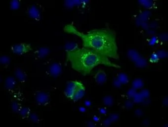 Anti-Hsp70 antibody [3C6] used in Immunocytochemistry/ Immunofluorescence (ICC/IF). GTX84338