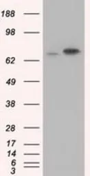 Anti-Hsp70 antibody [3C6] used in Western Blot (WB). GTX84338