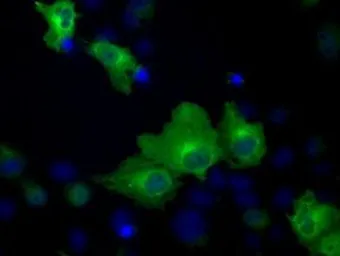 Anti-Hsp70 antibody [5F3] used in Immunocytochemistry/ Immunofluorescence (ICC/IF). GTX84340