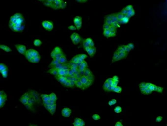 Anti-Hsp70 antibody [5F3] used in Immunocytochemistry/ Immunofluorescence (ICC/IF). GTX84340