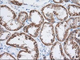 Anti-HIBCH antibody [3H5] used in IHC (Paraffin sections) (IHC-P). GTX84364