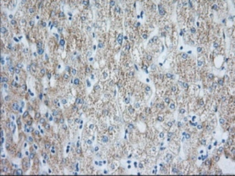 Anti-HIBCH antibody [3H5] used in IHC (Paraffin sections) (IHC-P). GTX84364