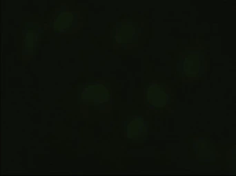 Anti-Hex antibody [3C4] used in Immunocytochemistry/ Immunofluorescence (ICC/IF). GTX84372