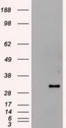 Anti-Hex antibody [3C4] used in Western Blot (WB). GTX84372