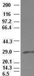 Anti-Hex antibody [3C4] used in Western Blot (WB). GTX84372