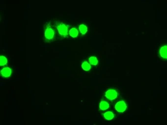 Anti-Hex antibody [3E6] used in Immunocytochemistry/ Immunofluorescence (ICC/IF). GTX84374