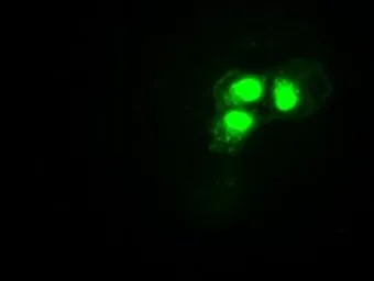 Anti-HES1 antibody [4H1] used in Immunocytochemistry/ Immunofluorescence (ICC/IF). GTX84375