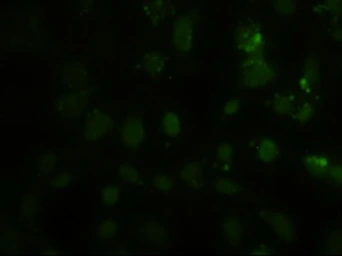 Anti-HES1 antibody [4H1] used in Immunocytochemistry/ Immunofluorescence (ICC/IF). GTX84375