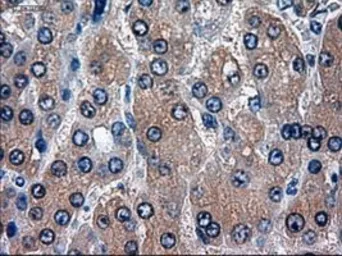 Anti-HES1 antibody [4H1] used in IHC (Paraffin sections) (IHC-P). GTX84375