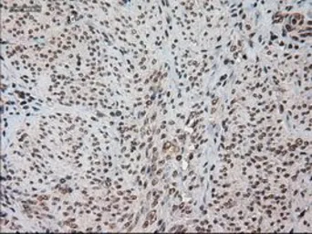 Anti-HES1 antibody [4H1] used in IHC (Paraffin sections) (IHC-P). GTX84375