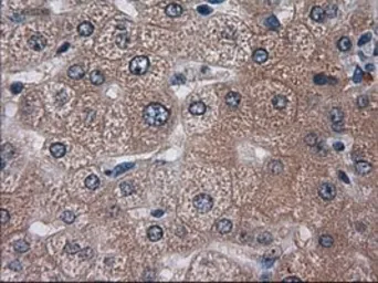 Anti-HES1 antibody [4H1] used in IHC (Paraffin sections) (IHC-P). GTX84375