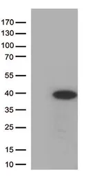 Anti-HES1 antibody [4H1] used in Western Blot (WB). GTX84375