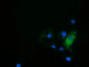 Anti-HDAC6 antibody [1D11] used in Immunocytochemistry/ Immunofluorescence (ICC/IF). GTX84379