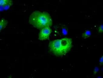 Anti-HDAC10 antibody [2H6] used in Immunocytochemistry/ Immunofluorescence (ICC/IF). GTX84387