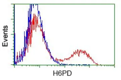 Anti-H6PD antibody [1H6] used in Flow cytometry (FCM). GTX84394