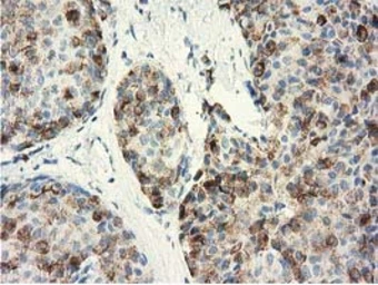 Anti-GSTA4 antibody [3F5] used in IHC (Paraffin sections) (IHC-P). GTX84405