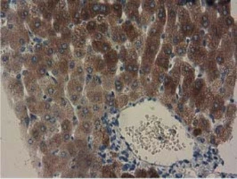Anti-GSTA4 antibody [3F5] used in IHC (Paraffin sections) (IHC-P). GTX84405