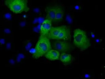 Anti-GRASP1 antibody [1E3] used in Immunocytochemistry/ Immunofluorescence (ICC/IF). GTX84410