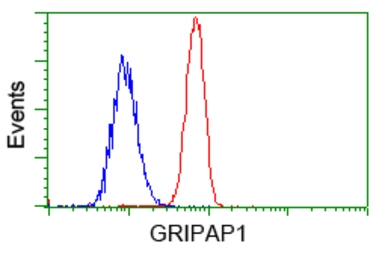 Anti-GRASP1 antibody [1E3] used in Flow cytometry (FCM). GTX84410