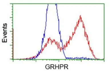 Anti-GRHPR antibody [4H2] used in Flow cytometry (FCM). GTX84413