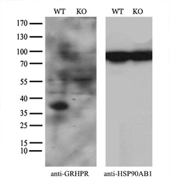 Anti-GRHPR antibody [4H2] used in Western Blot (WB). GTX84413