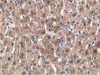 Anti-GRHPR antibody [4B6] used in IHC (Paraffin sections) (IHC-P). GTX84415