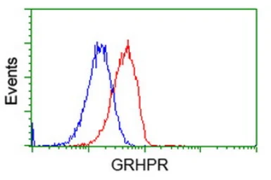 Anti-GRHPR antibody [4B6] used in Flow cytometry (FCM). GTX84415