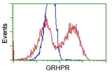 Anti-GRHPR antibody [4B6] used in Flow cytometry (FCM). GTX84415