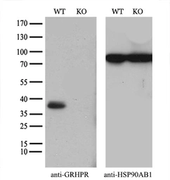 Anti-GRHPR antibody [4B6] used in Western Blot (WB). GTX84415