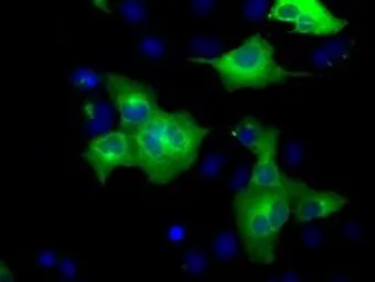 Anti-GRASP65 antibody [5G8] used in Immunocytochemistry/ Immunofluorescence (ICC/IF). GTX84424
