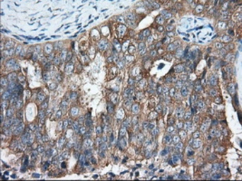 Anti-GRASP65 antibody [5G8] used in IHC (Paraffin sections) (IHC-P). GTX84424