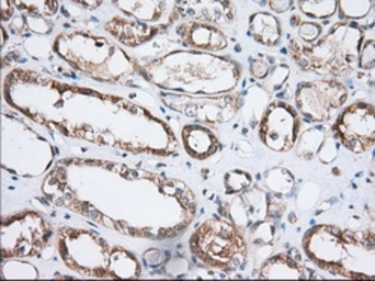 Anti-GRASP65 antibody [5G8] used in IHC (Paraffin sections) (IHC-P). GTX84424