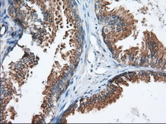 Anti-GRASP65 antibody [5G8] used in IHC (Paraffin sections) (IHC-P). GTX84424