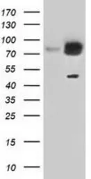 Anti-GRASP65 antibody [5G8] used in Western Blot (WB). GTX84424