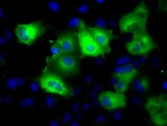 Anti-Glutamine synthetase antibody [1F4] used in Immunocytochemistry/ Immunofluorescence (ICC/IF). GTX84426