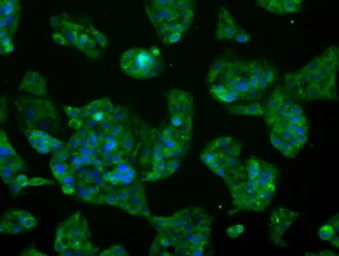 Anti-Glutamine synthetase antibody [1F4] used in Immunocytochemistry/ Immunofluorescence (ICC/IF). GTX84426