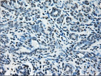 Anti-Glutamine synthetase antibody [1F4] used in IHC (Paraffin sections) (IHC-P). GTX84426