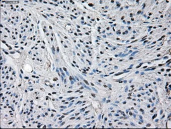 Anti-Glutamine synthetase antibody [1F4] used in IHC (Paraffin sections) (IHC-P). GTX84426