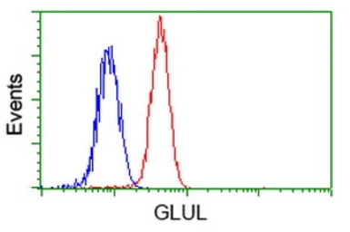 Anti-Glutamine synthetase antibody [1F4] used in Flow cytometry (FACS). GTX84426
