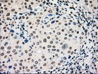 Anti-Glucokinase antibody [3E3] used in IHC (Paraffin sections) (IHC-P). GTX84440