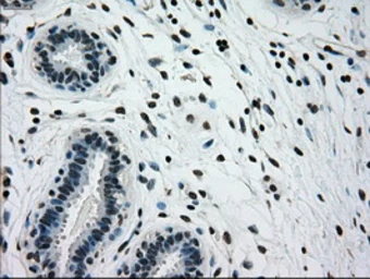 Anti-Glucokinase antibody [3E3] used in IHC (Paraffin sections) (IHC-P). GTX84440