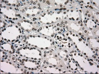 Anti-Glucokinase antibody [3E3] used in IHC (Paraffin sections) (IHC-P). GTX84440
