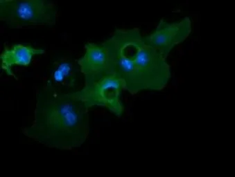 Anti-GAS7 antibody [2F6] used in Immunocytochemistry/ Immunofluorescence (ICC/IF). GTX84462